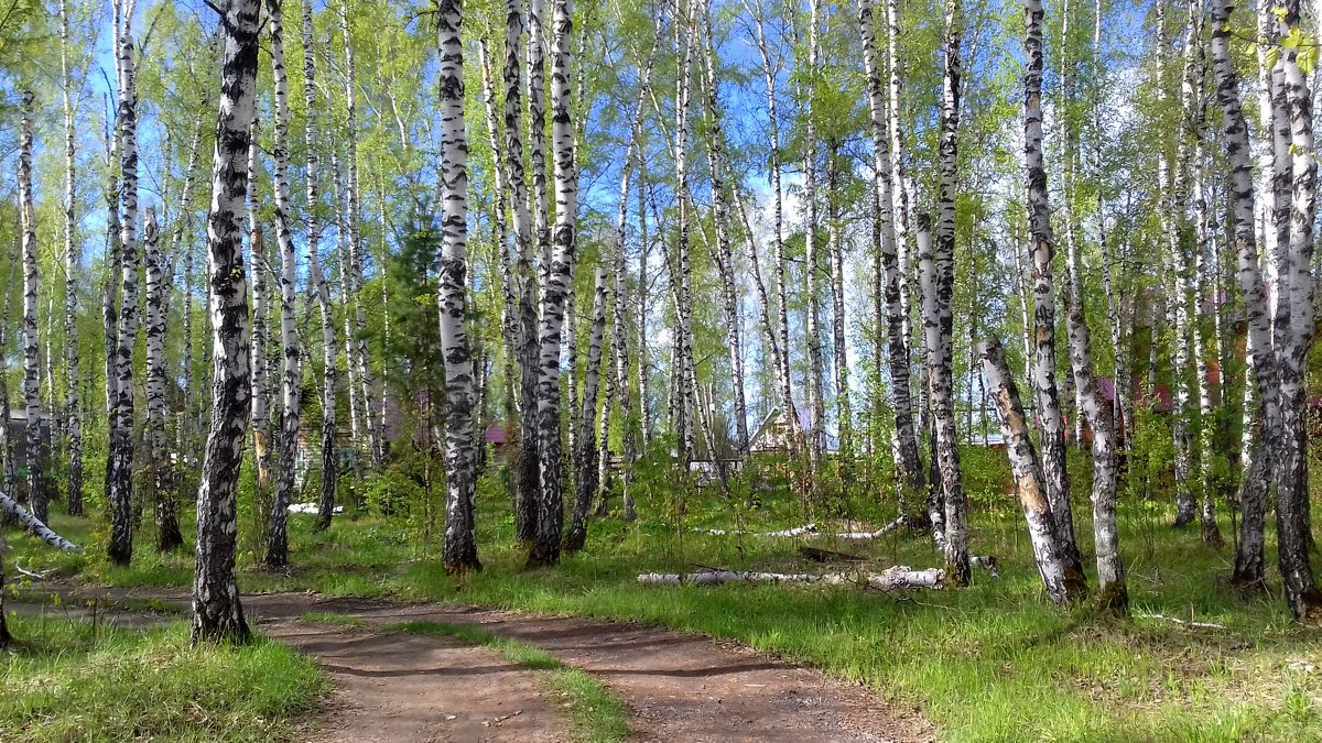 Май в лесу картинки