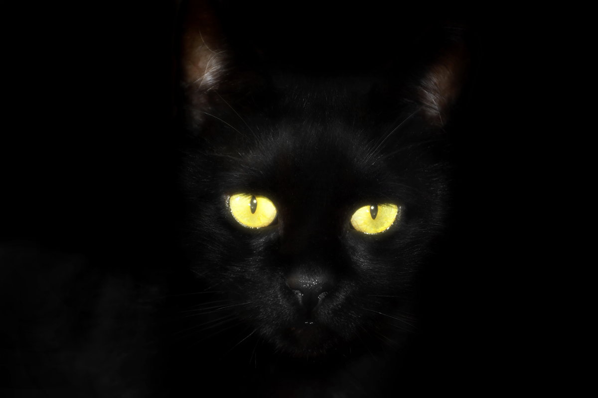 vit5 чёрная кошка - Vitaly Faiv