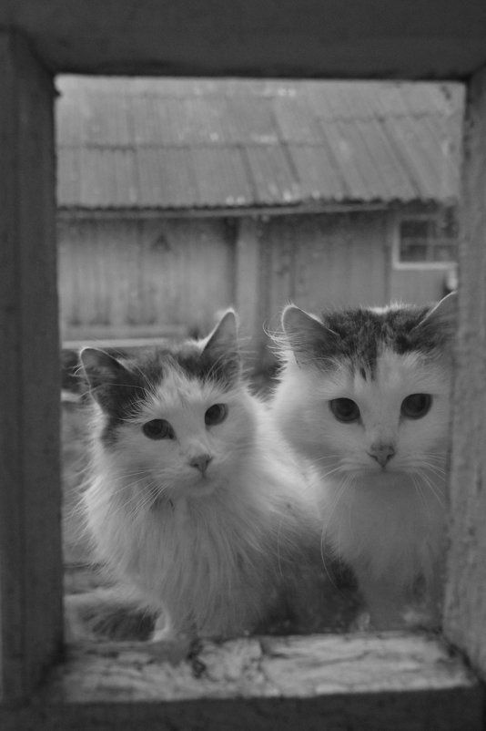 кошки в окошке - Андрей Иванов