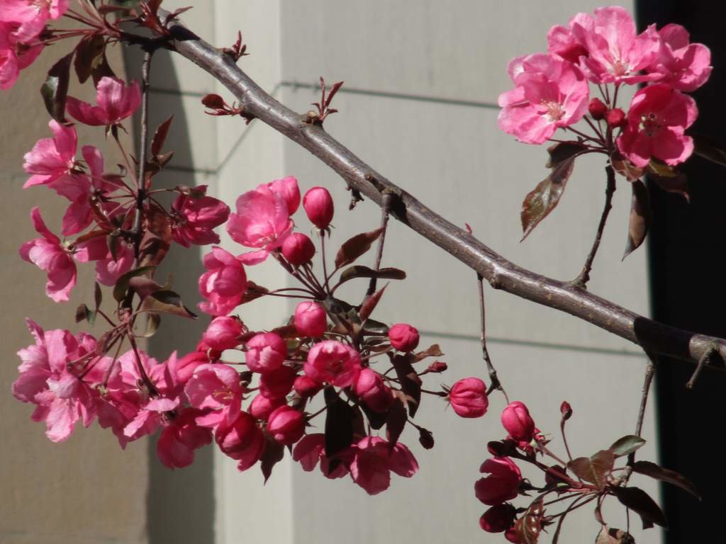 Теперь цветём в Москве (первая весна деревьев-«переселенцев») - Михаил Андреев