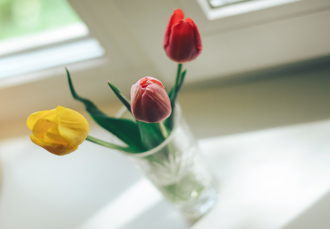 Tulips on the window - Larissa 