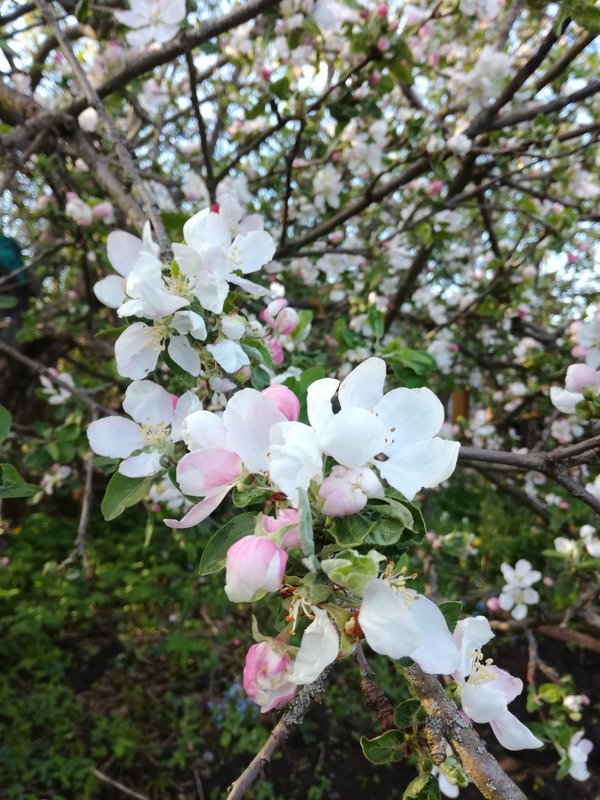 Яблонька цветёт - BoxerMak Mak