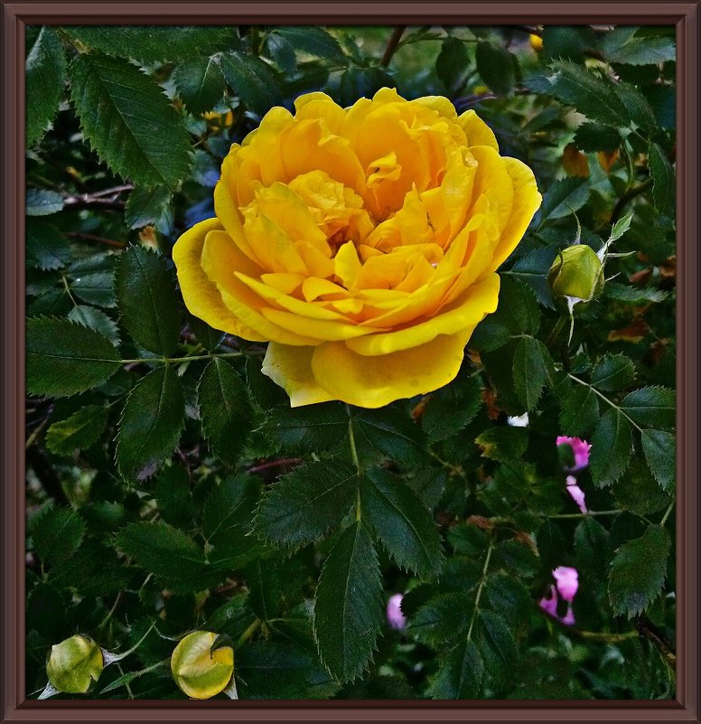 Желтая роза - Владимир Бровко
