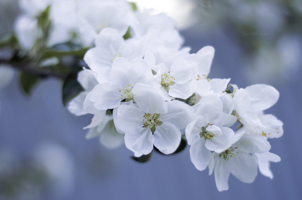 Яблони в цвету - Tatiana Neko