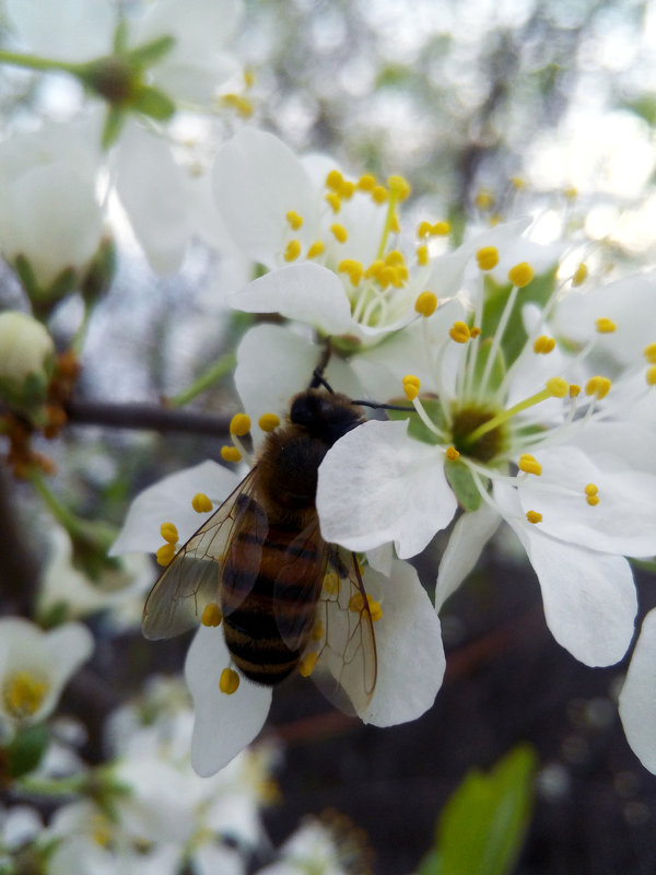 Пчела на цветущем дереве абрикос - Татьяна Королёва
