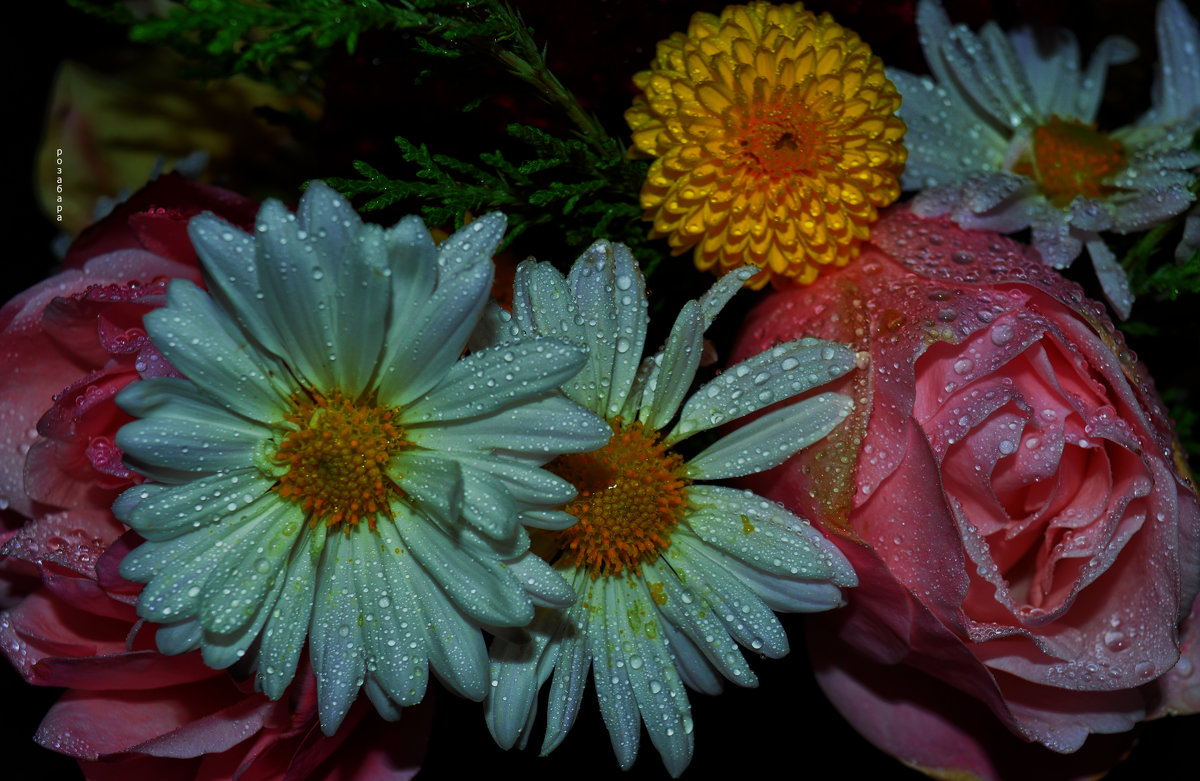Мои цветочки - Ксения Забара