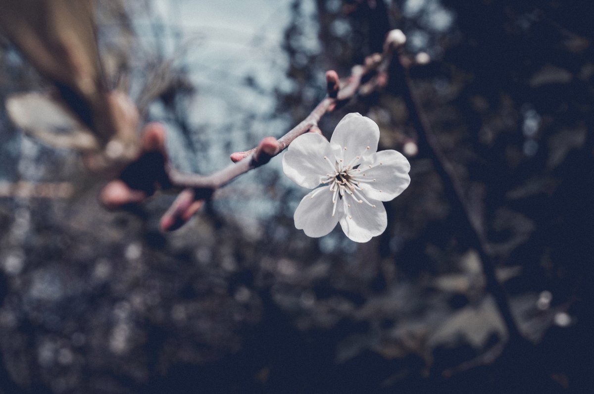 Цветок вишни - Aliche .