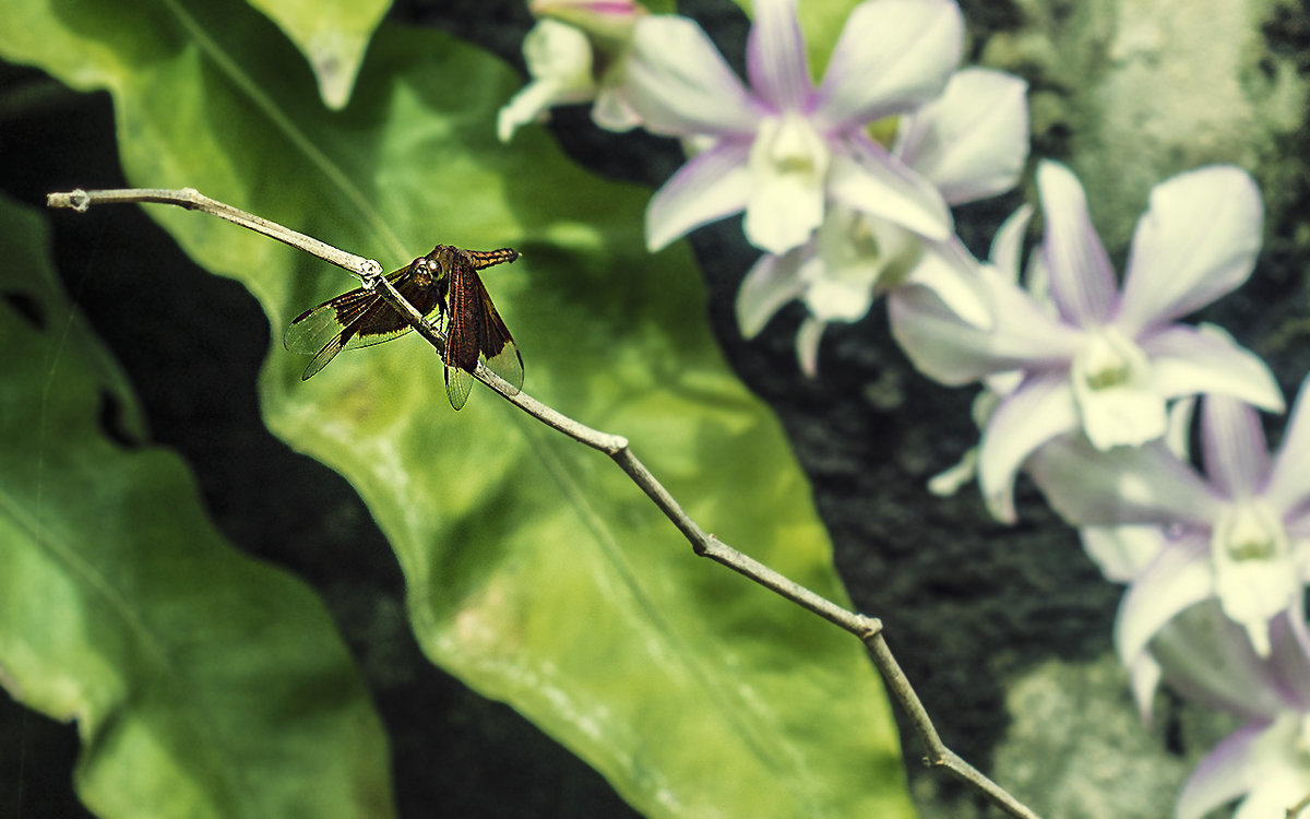 стрекоза и..орхидея - Alexander Romanov (Roalan Photos)
