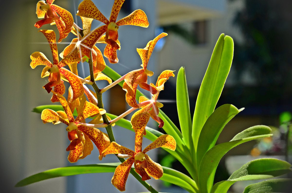 Тропическая орхидея - Дмитрий Боргер
