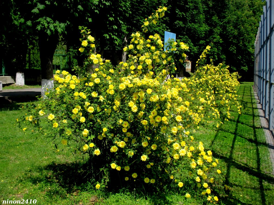 Майские розы в парке Октября - Нина Бутко