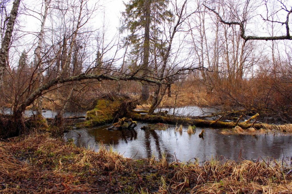 Кругом вода. - Галина Полина