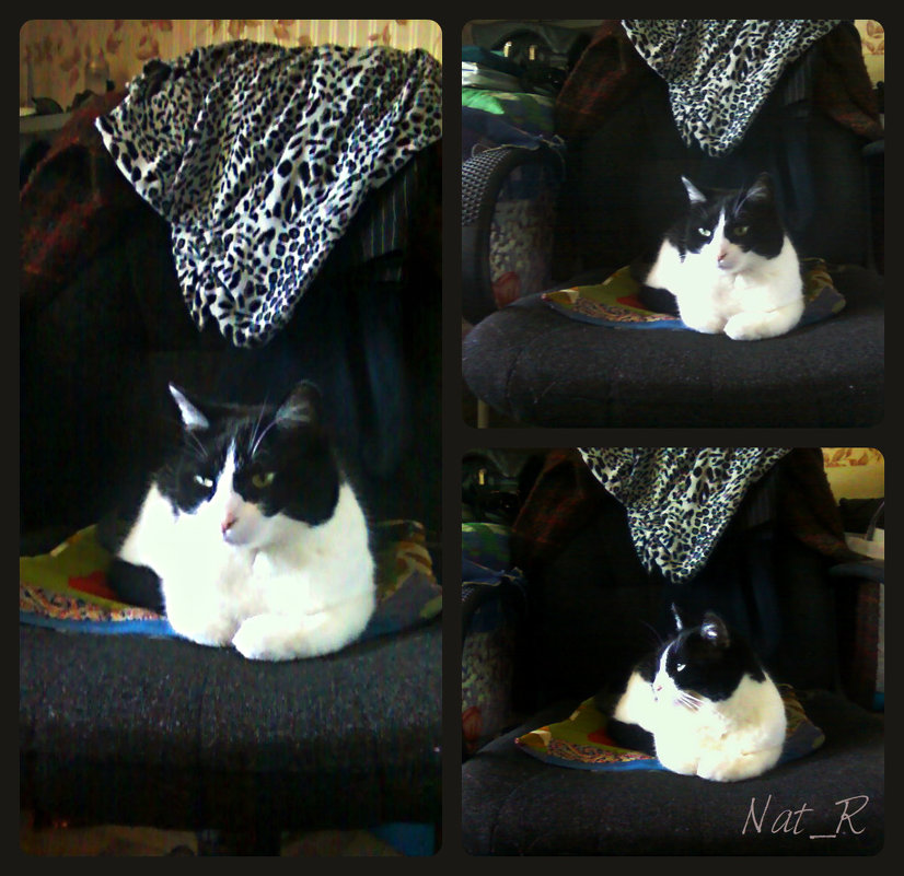 kitty on my chair - maxim 