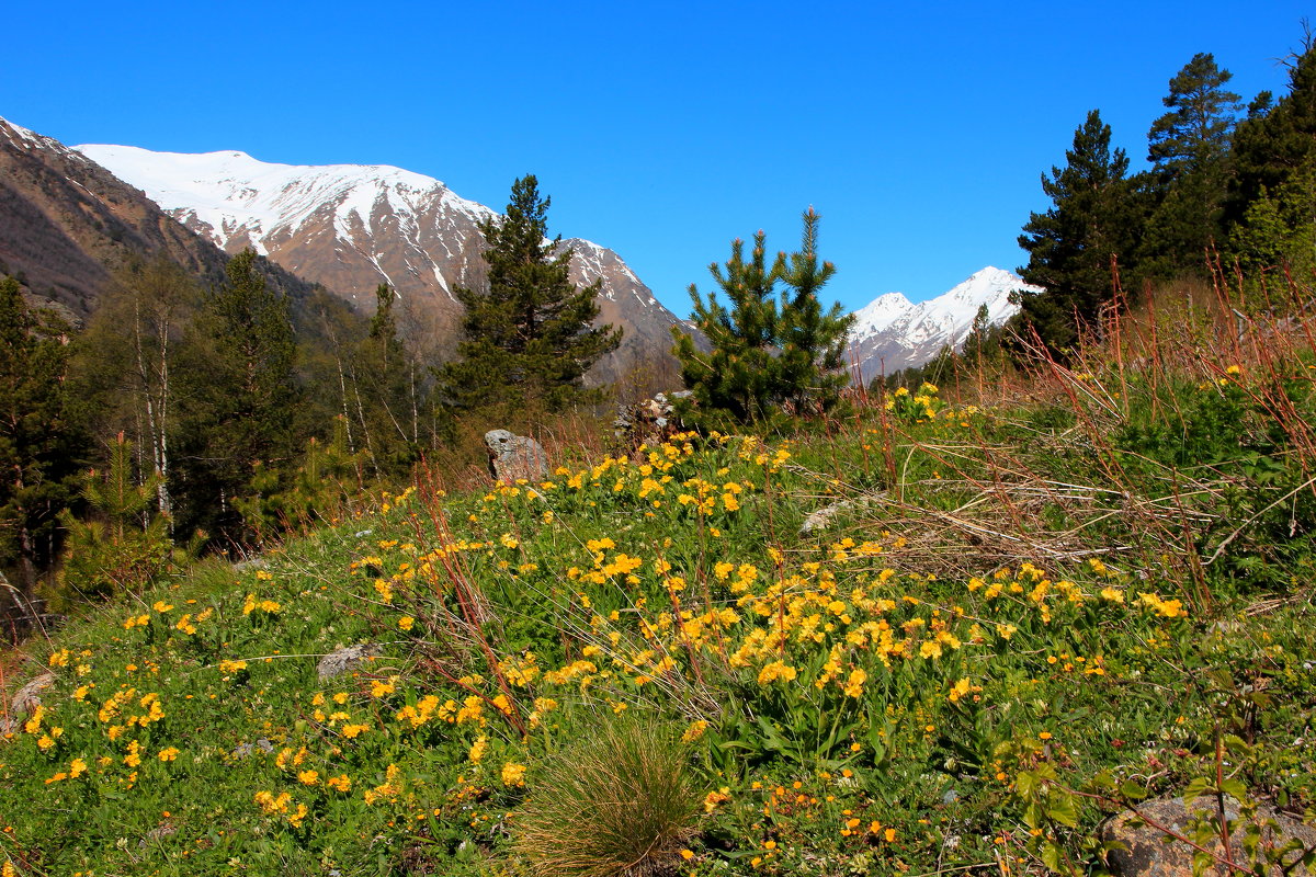 Начало лета в горах Кавказа на высоте 2300 м - Vladimir 070549 