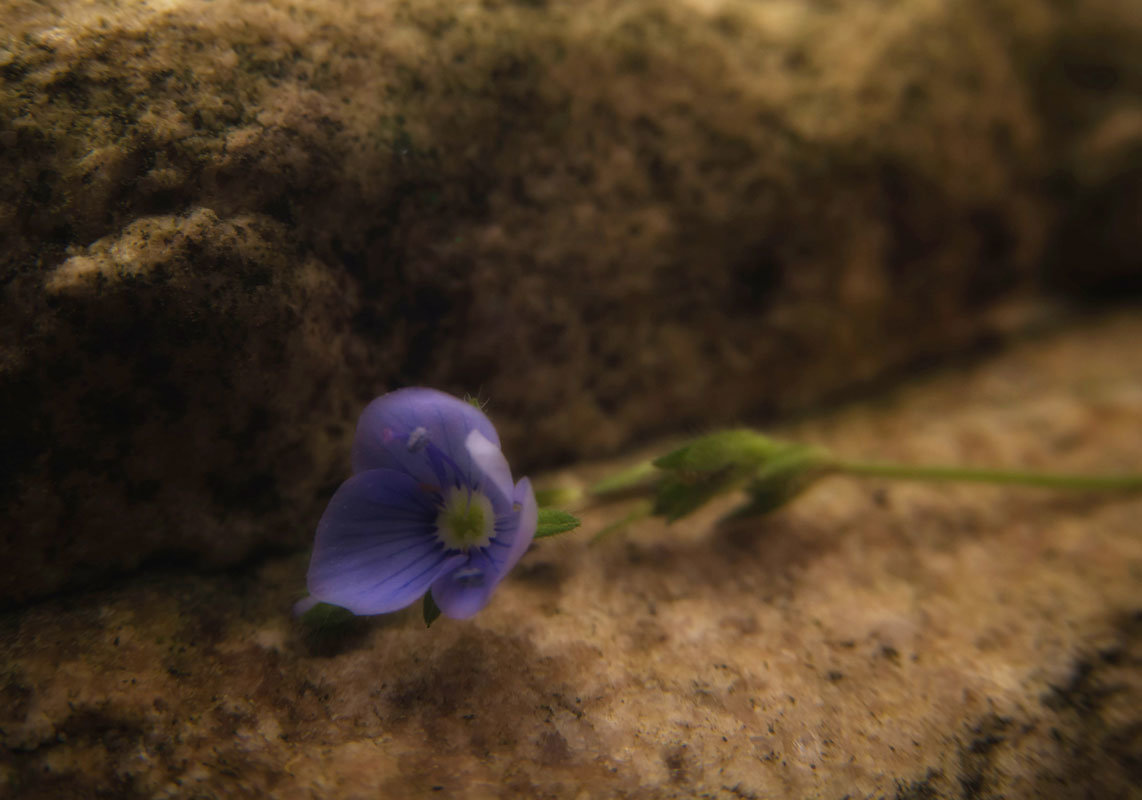 Каменный цветочек - Олег Фиедориенко