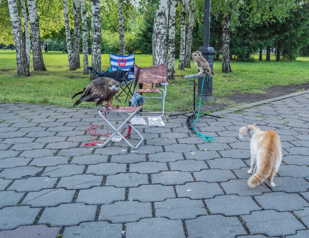 Орел и кот - Игорь Юрченко