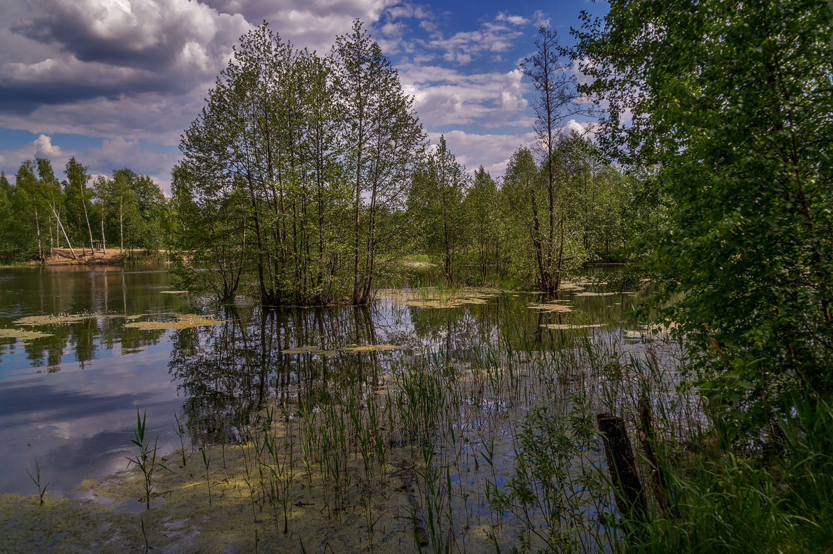 Озеро в лесу - Андрей Дворников