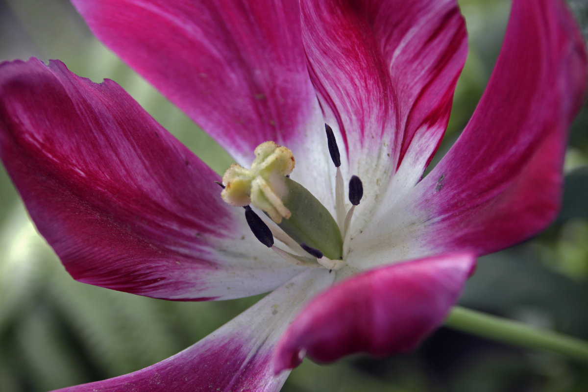 отцветающий тюльпан - оксана 