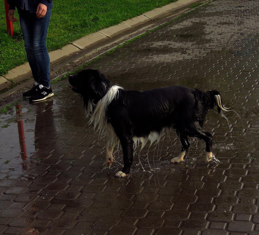 Ну, очень мокрая собака - Андрей Лукьянов