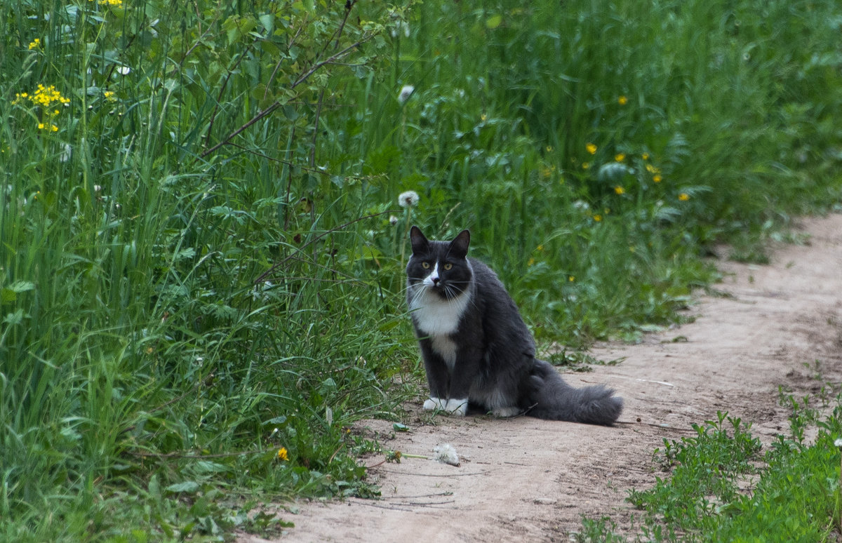 Кот, который гуляет сам по себе. - Владимир Безбородов