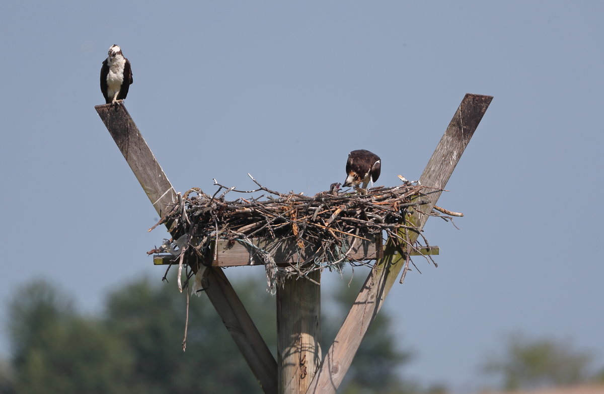 Osprey - Naum 