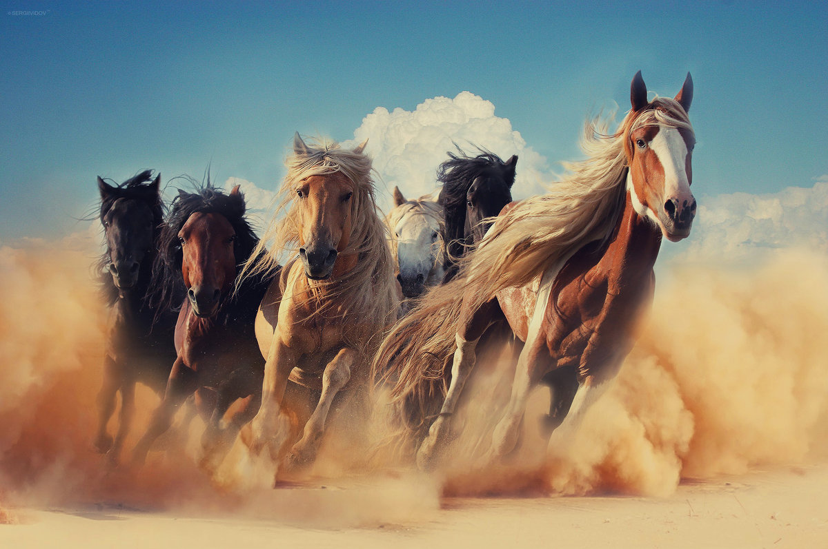 Теги: лошади, песок, небо, табун, природа. 