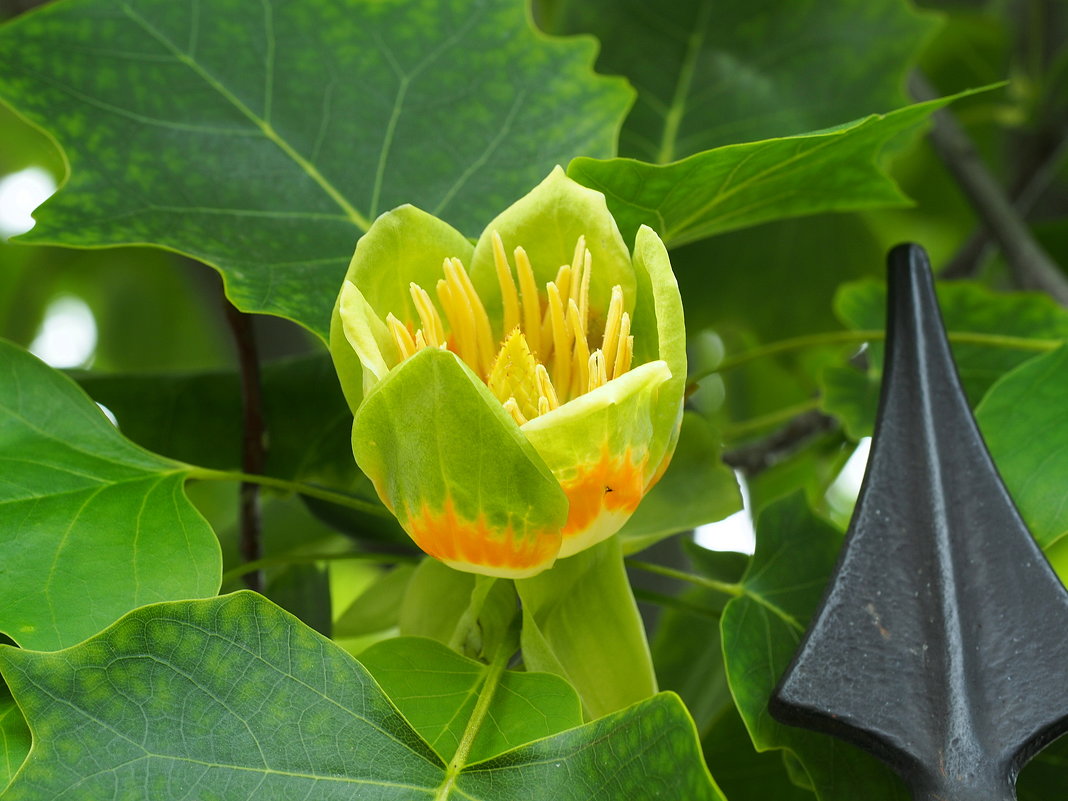 Лириодендрон тюльпановый,  тюльпанное дерево  (Liriodendron tulipifera) - wea *