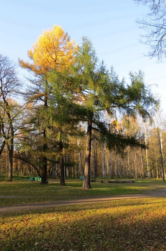 Осенний парк - Вера Щукина