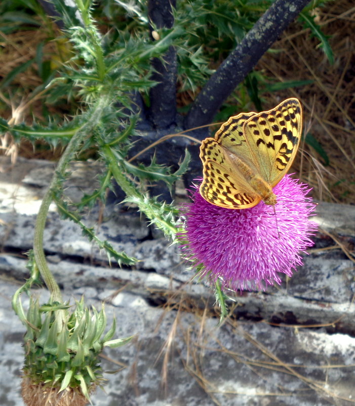 * - Лара Амелина