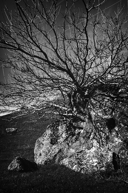 Дерево в скале - Андрей Ленев