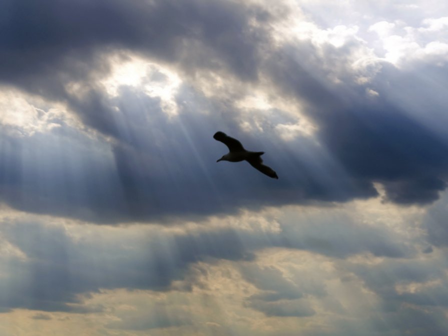 птица на фоне солнечных лучей - Игорь Хамицаев