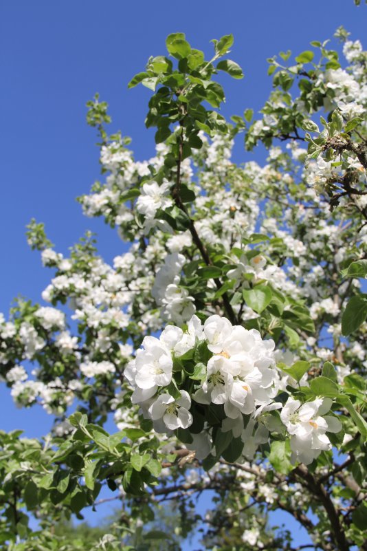 Яблоня в цвету - Ekaterina Bogomolova