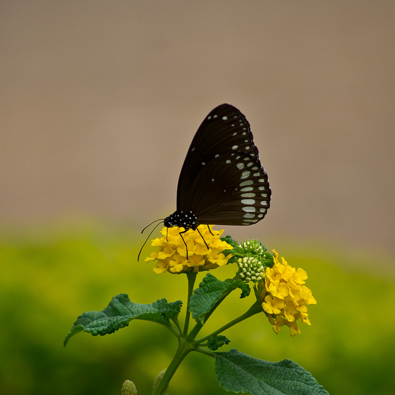 Бабочка на цветке - Игорь Банников