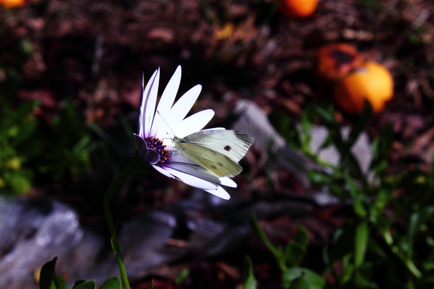 цветок и бабочка - vitali bezushka