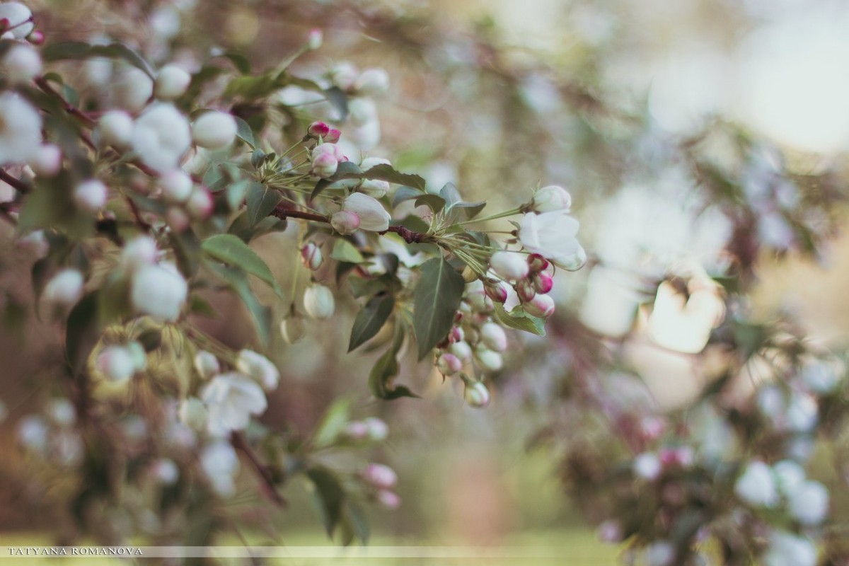 Цветущая яблоня - Tatyana Romanova