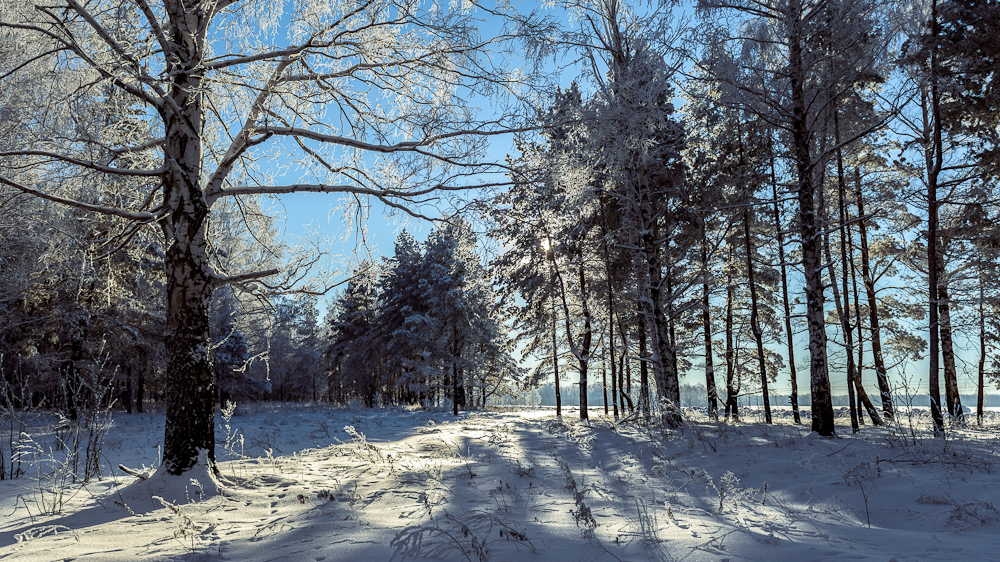 зимний лес - Илья Макаров