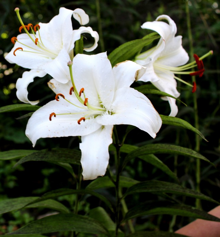белые лилии - Анютка А