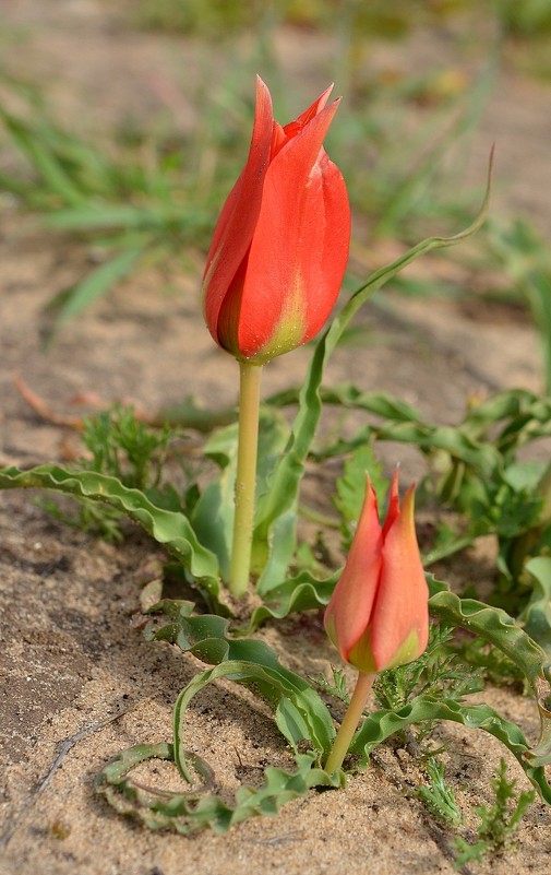 Тюльпан пустыни, Tulipa systola. Цветение конца февраля - Борис Ржевский