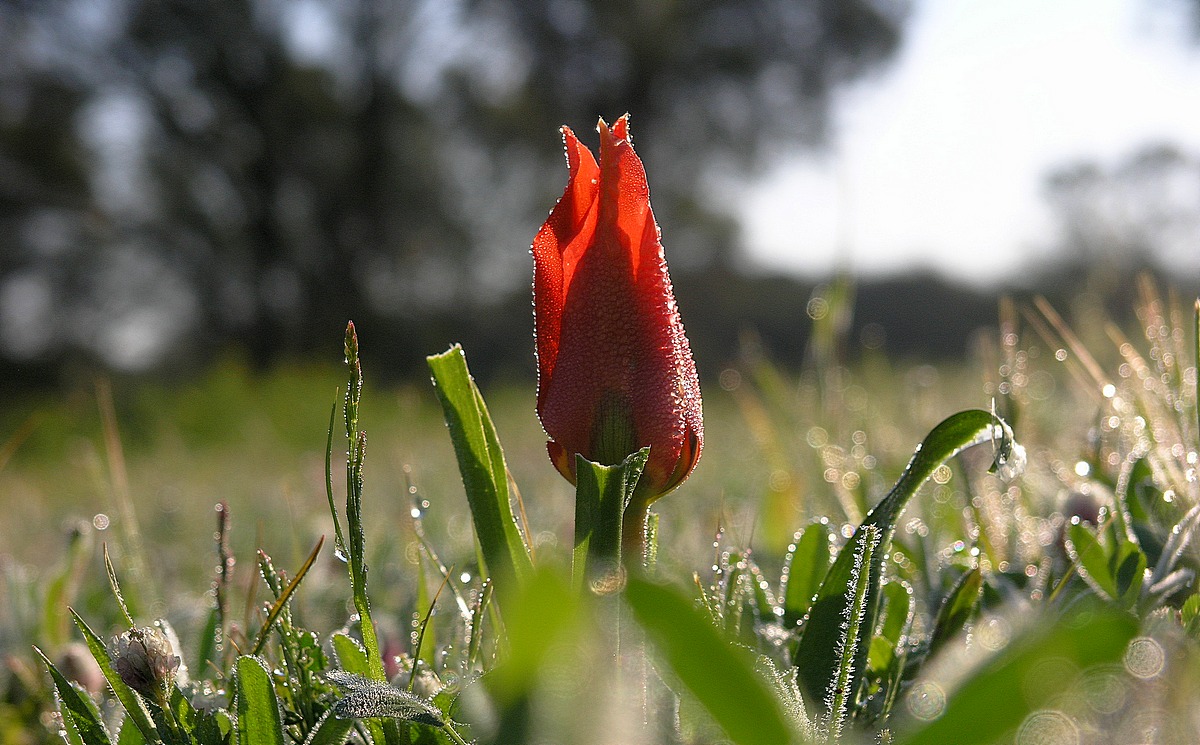 Тюльпан пустыни, Tulipa systola. Цветение конца февраля - Борис Ржевский