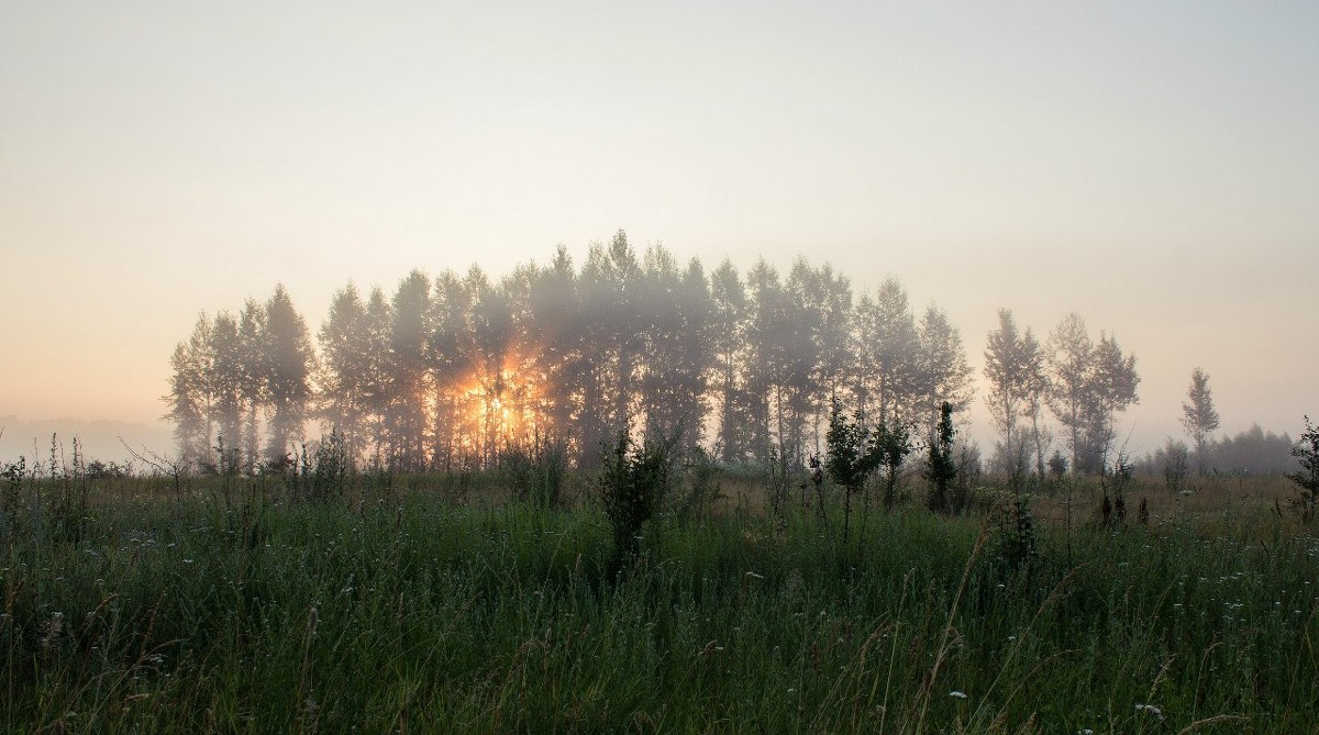 Рассвет в лесу - Александр Карпенко