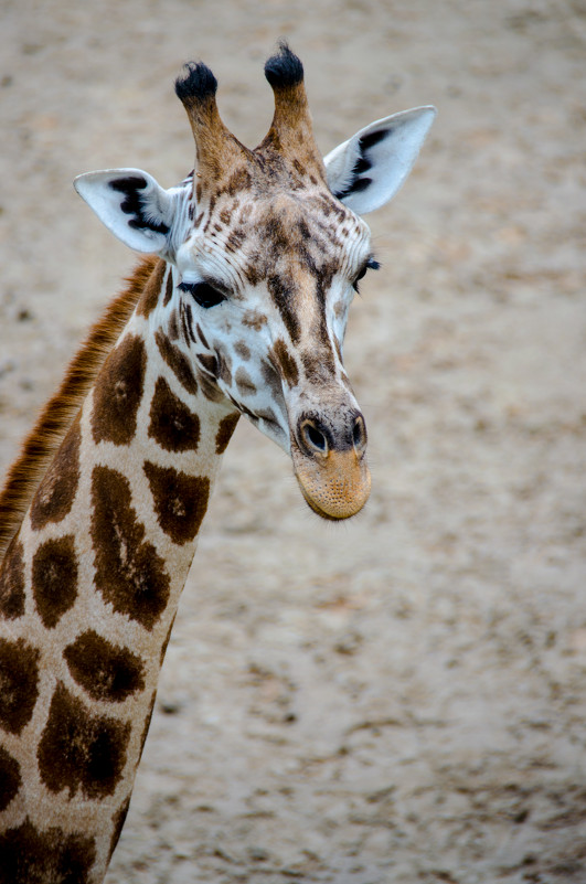 Жираф в Пражском зоопарке - Анна Щербакова