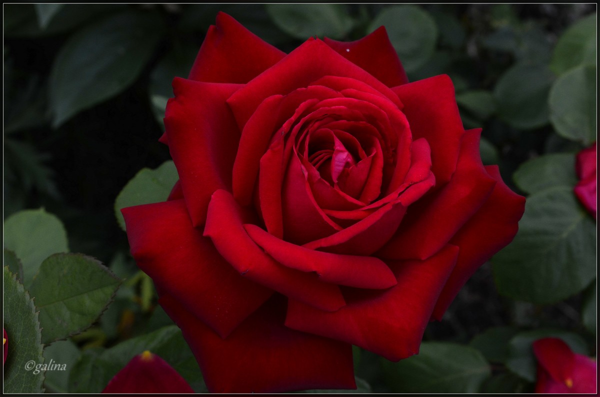 Роза любви - galina tihonova