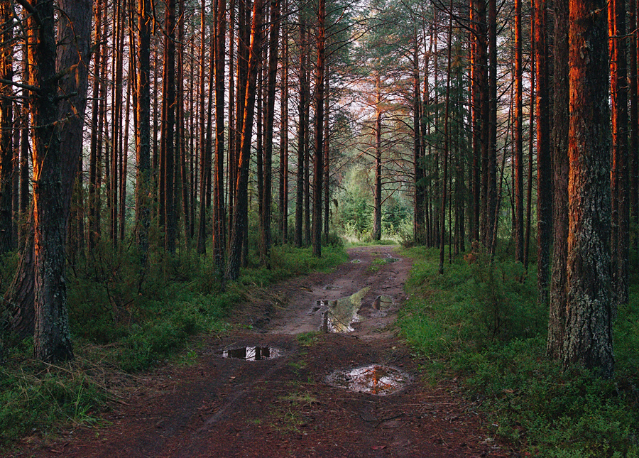 Закатные краски в лесу - Владимир Зайцев