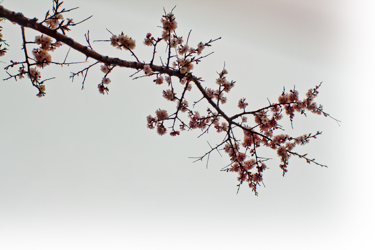 сакура в цвету - Katrin Anchutina