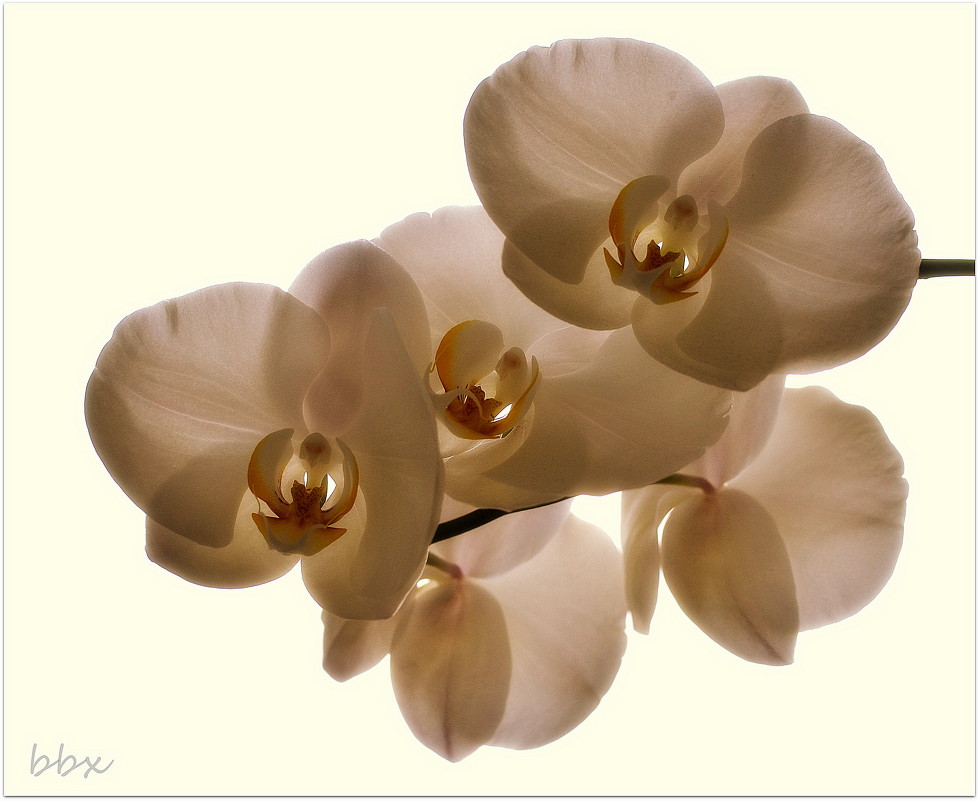 Белая орхидея - Василий Хорошев