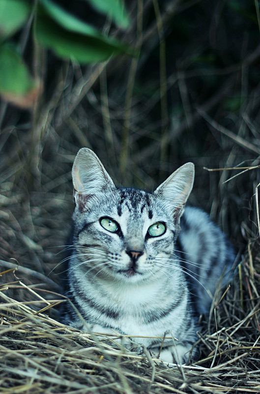 Кошки тоже мечтают:) - Natasha Voronina