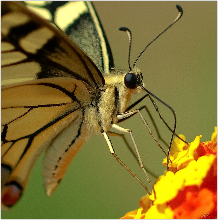 Шубка для бабочки - Алла Allasa