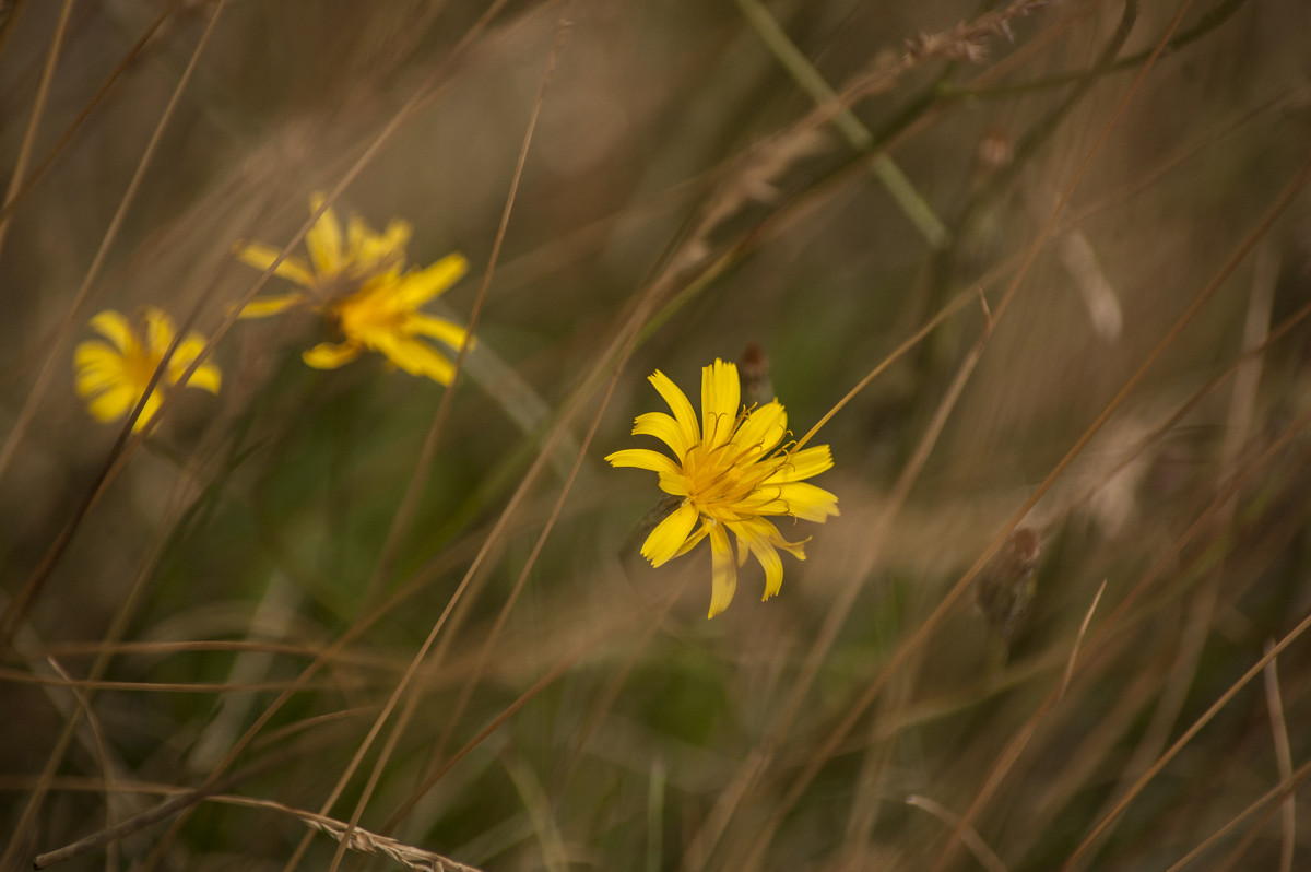 Желтый цветок - vik zhavoronka