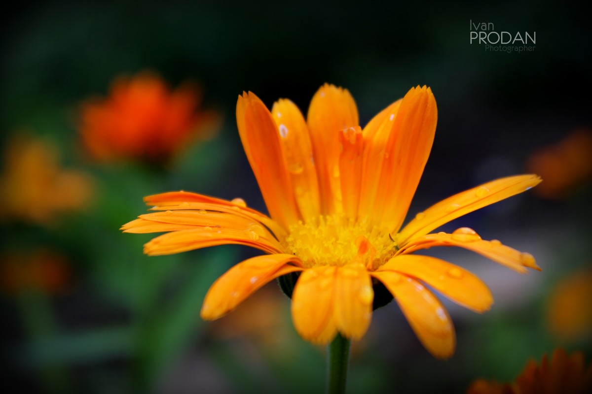оранжевый цветок - Ivan Prodan
