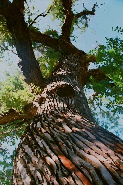 Святое дерево - Виктор Осипчук
