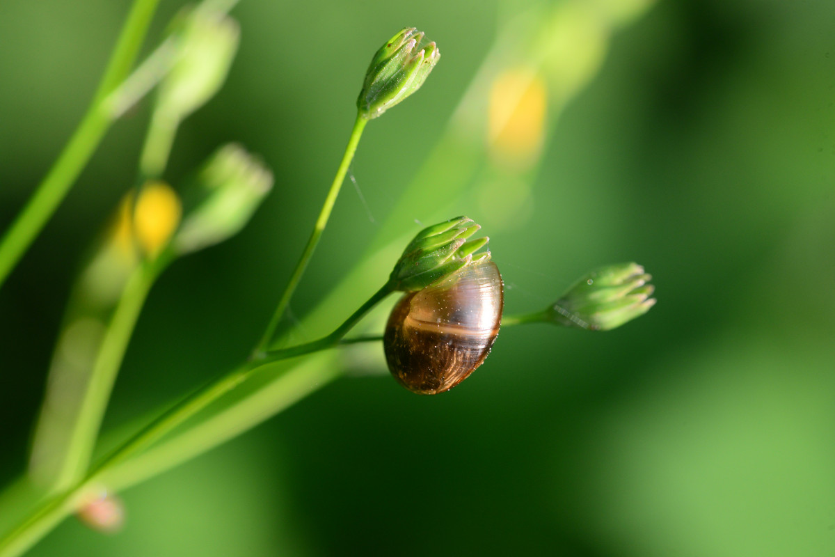 Snail on the flower - Дмитрий Каминский